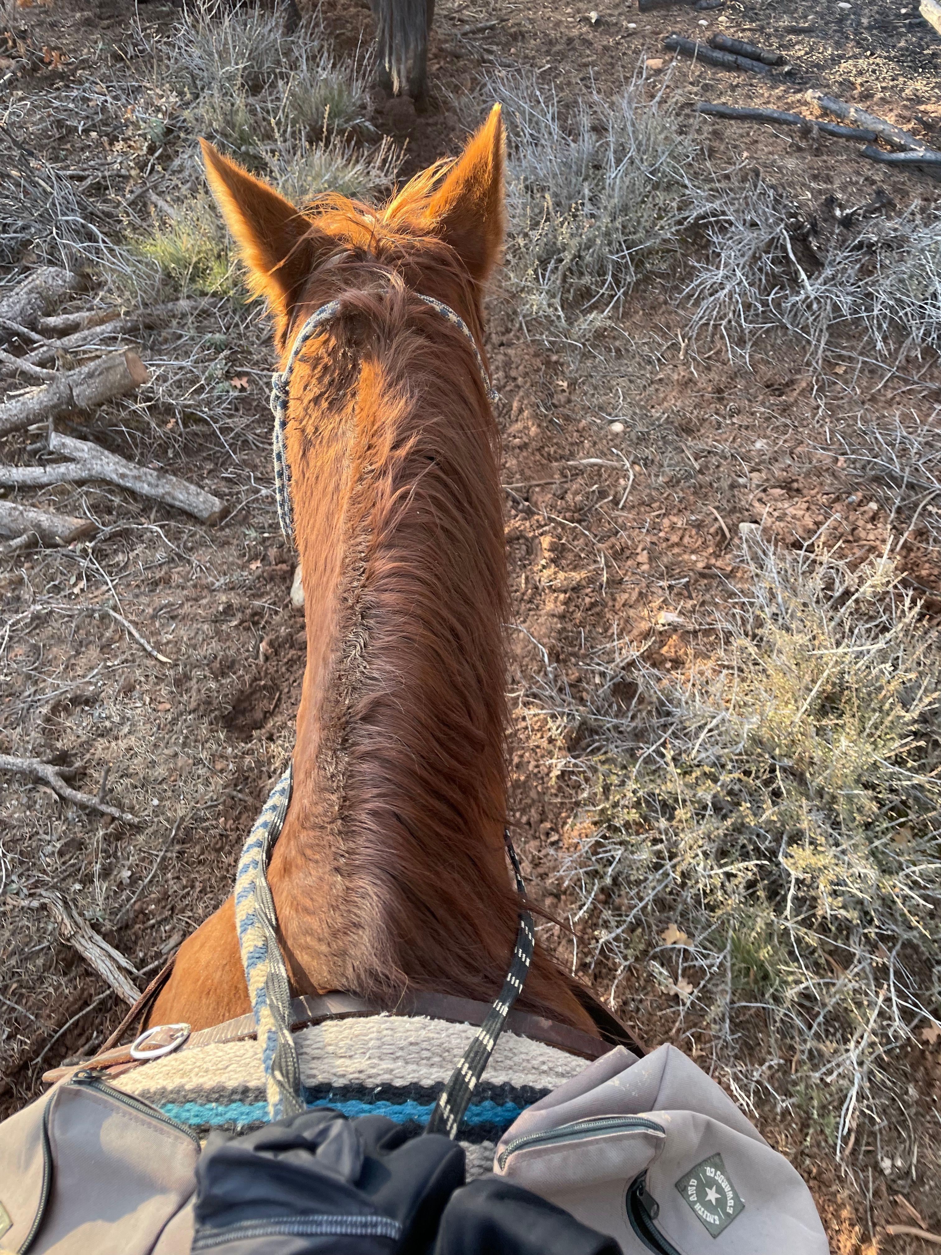 Image 2 of Horseback Riding.