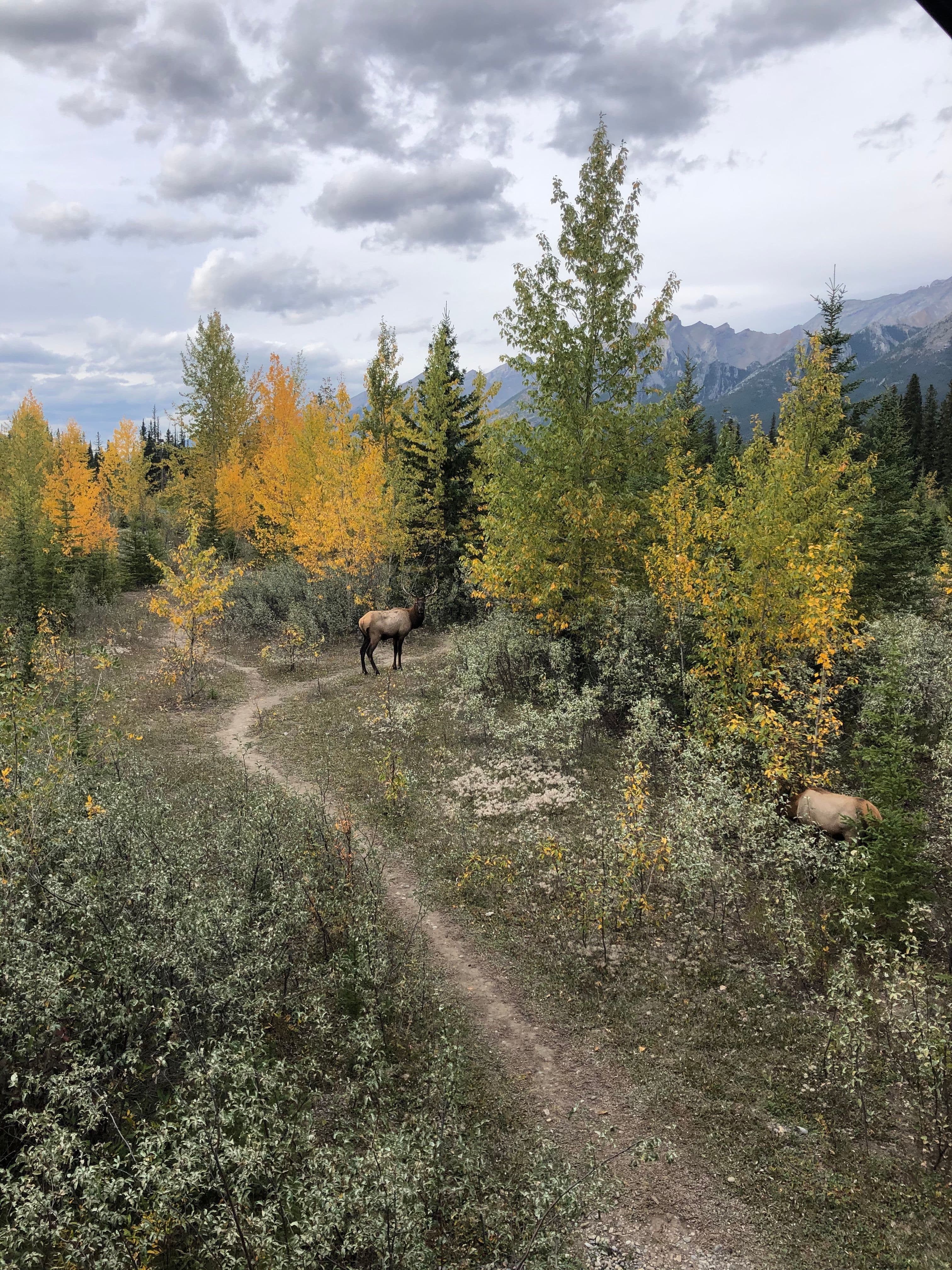 Image 3 of Bow River Walk.