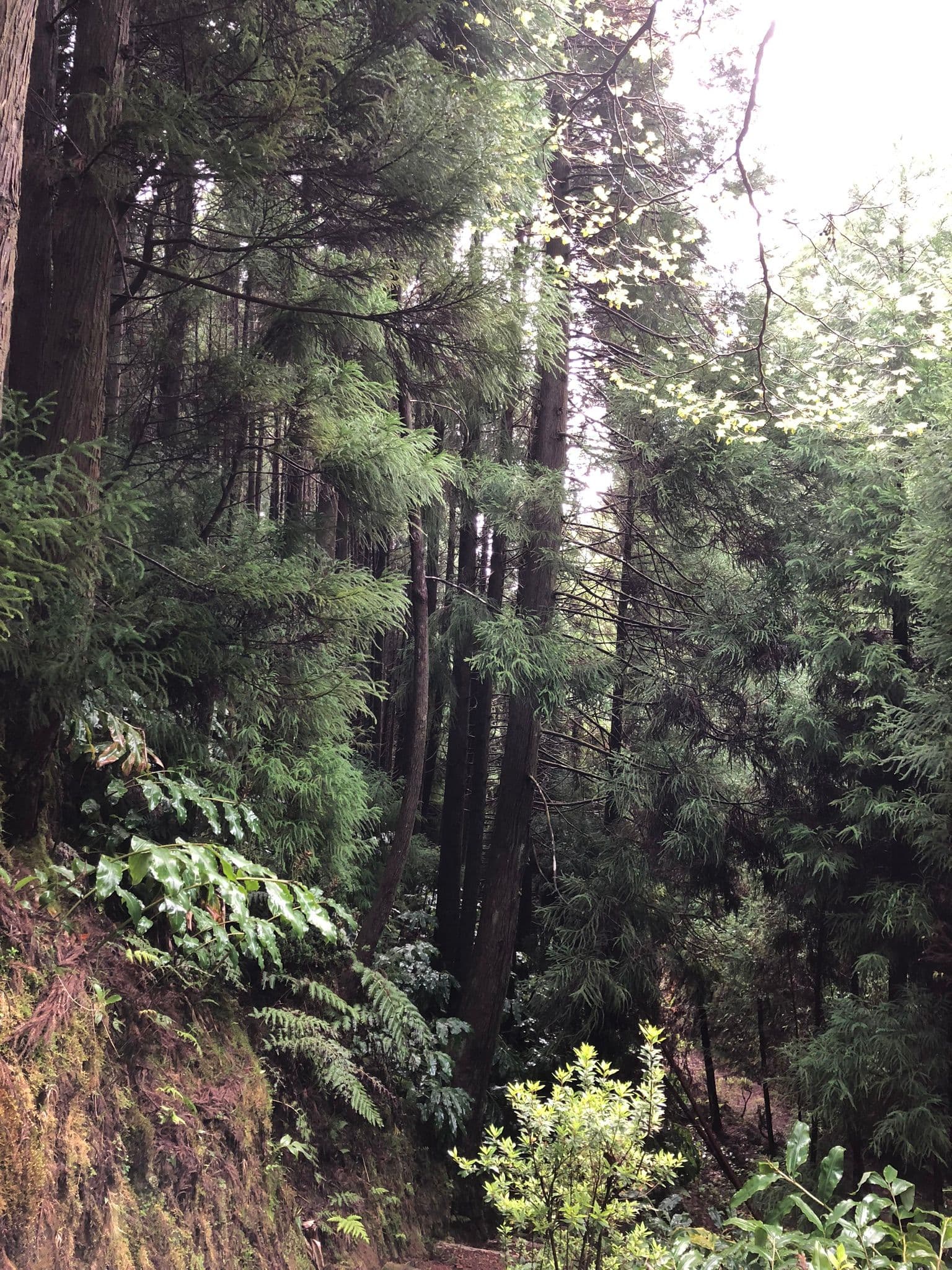 Image 3 of Lagoa das Sete Cidades.