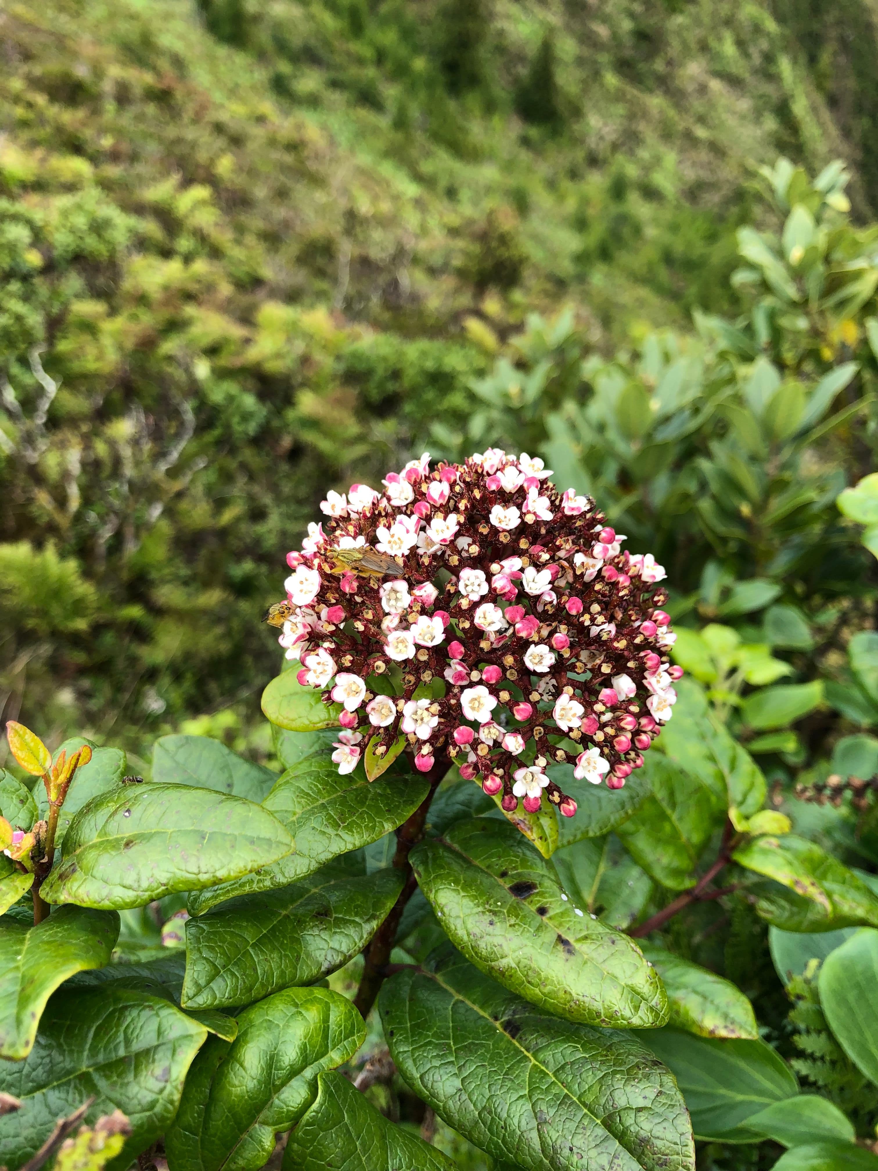 Image 4 of Miradouro da Lagoa do Fogo.